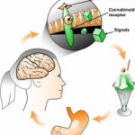 feedforward